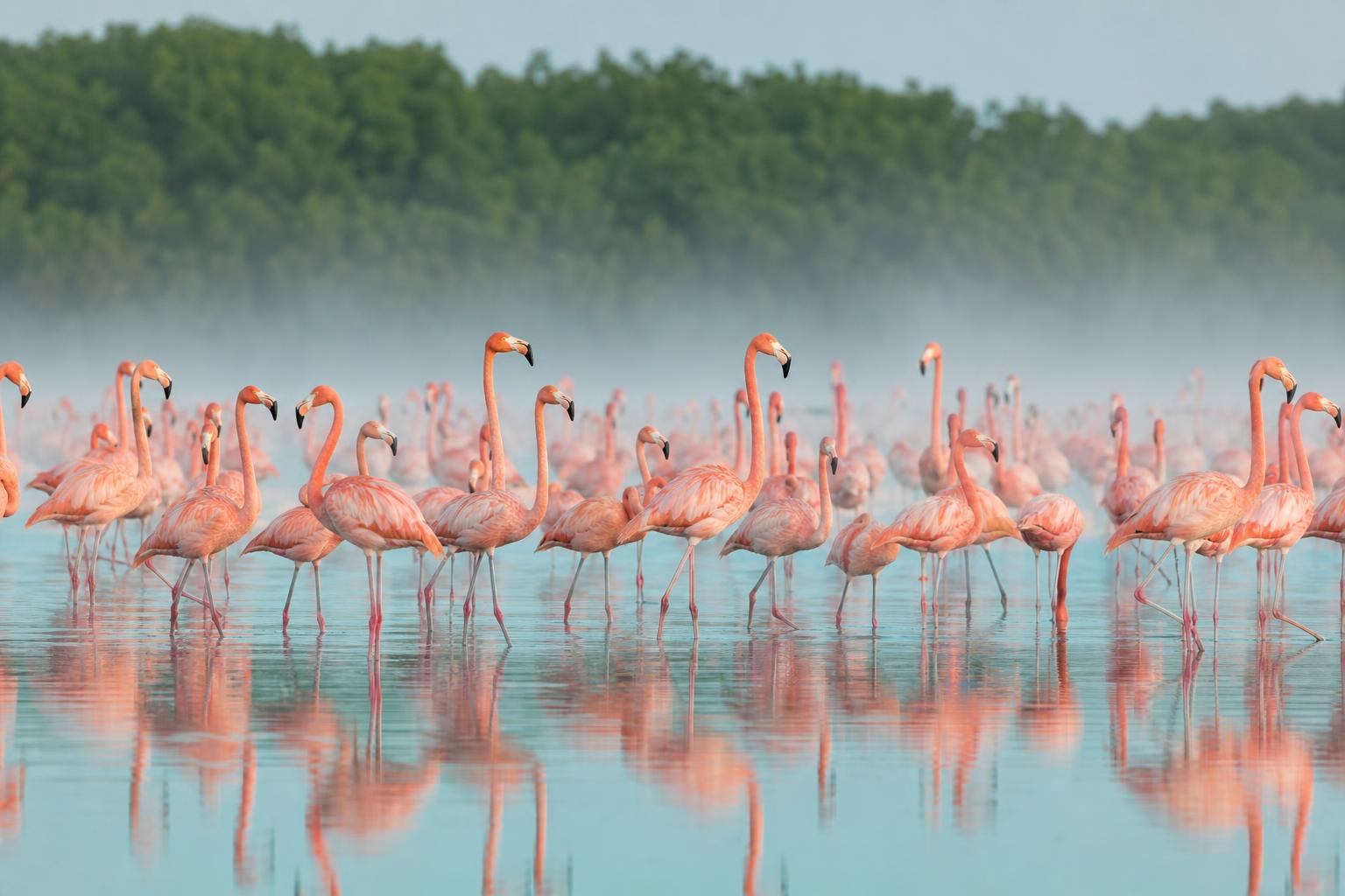 Flamingi w Celestún